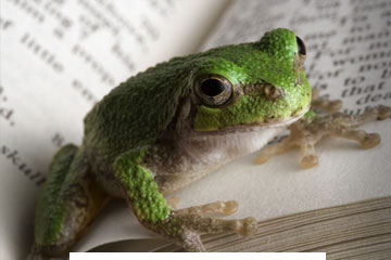 Frosch auf einem Buch